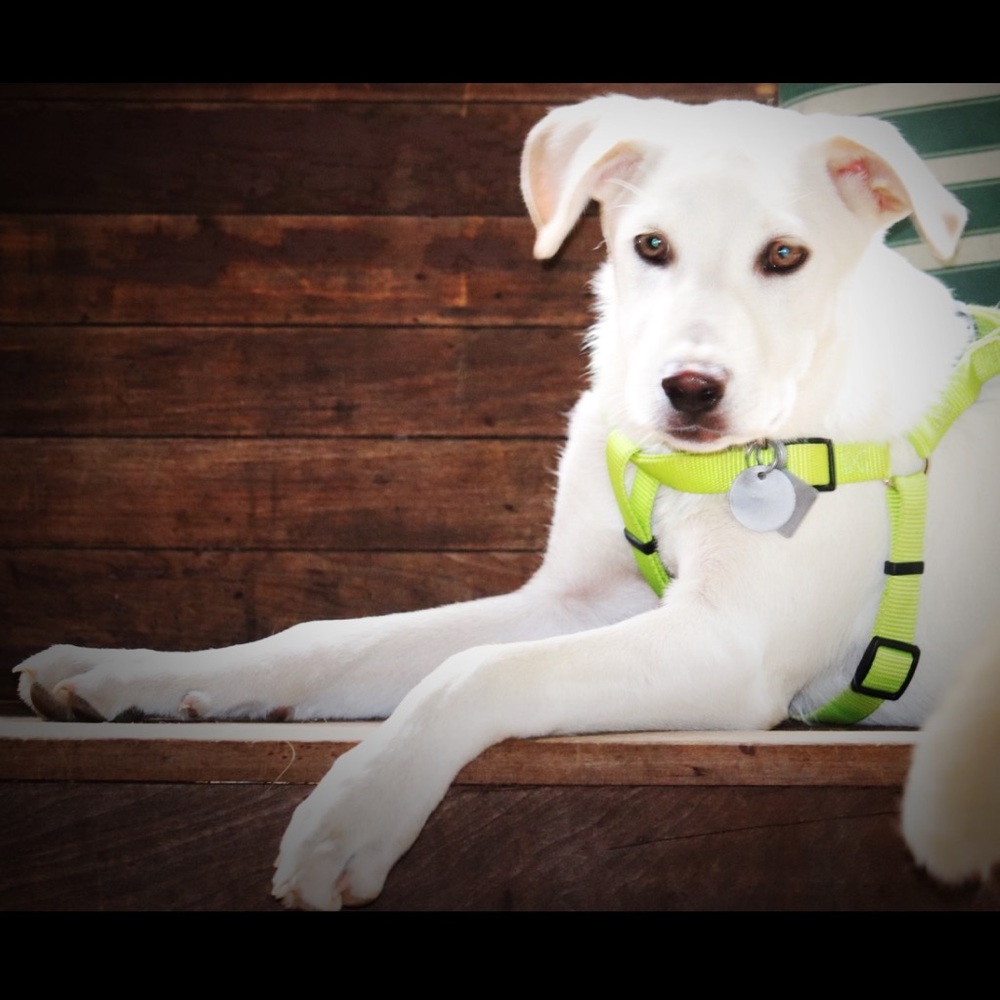 Beau’s Paw Shoppe 🐾